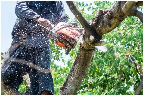 tree services Wilder